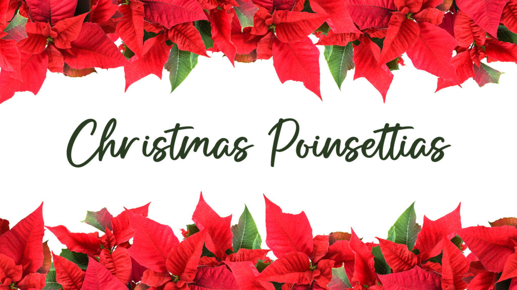 Christmas Poinsettias Website