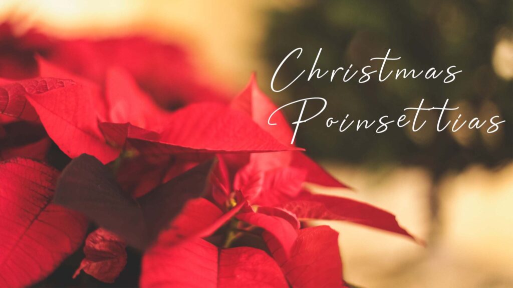 christmas Poinsettias website